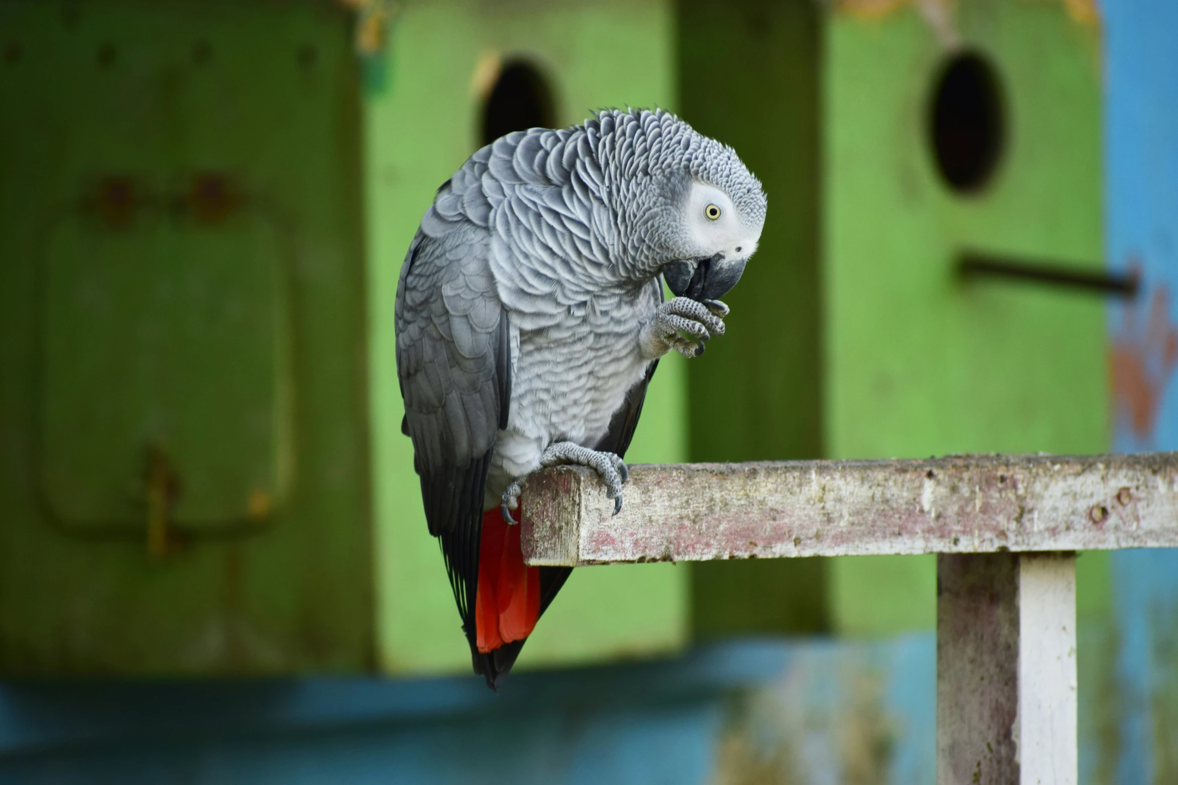 grey bird sitting on top of a wooden beam