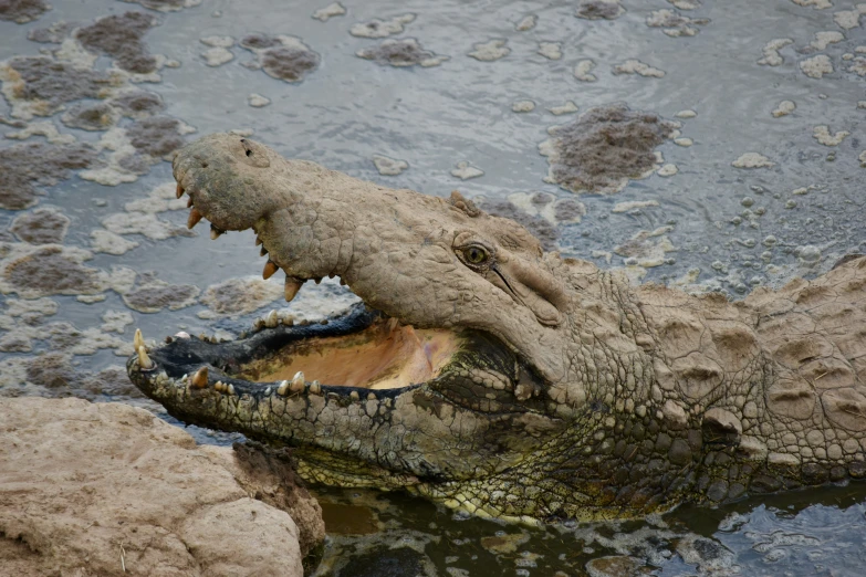 a crocodile that is lying down in the water