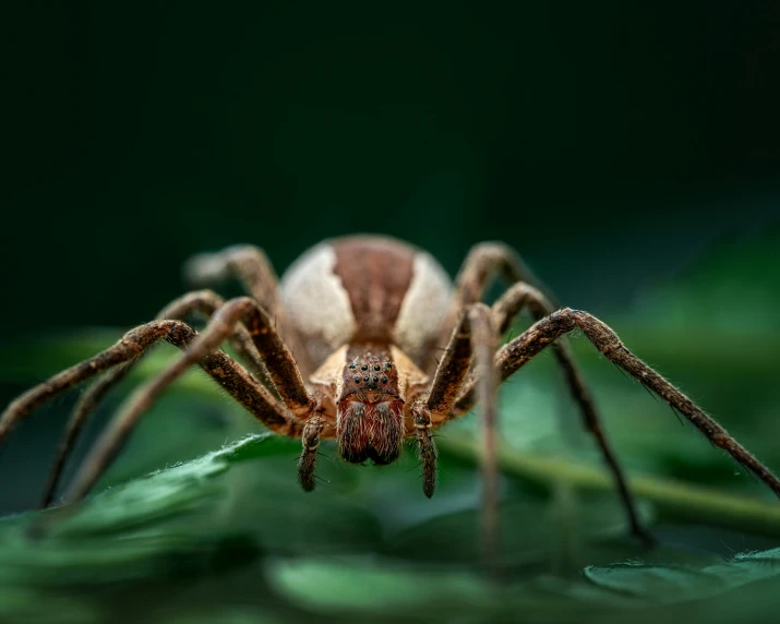 a spider sits on top of a green plant