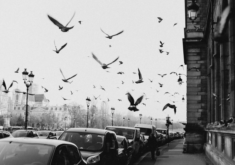 a black and white image of birds flying around traffic