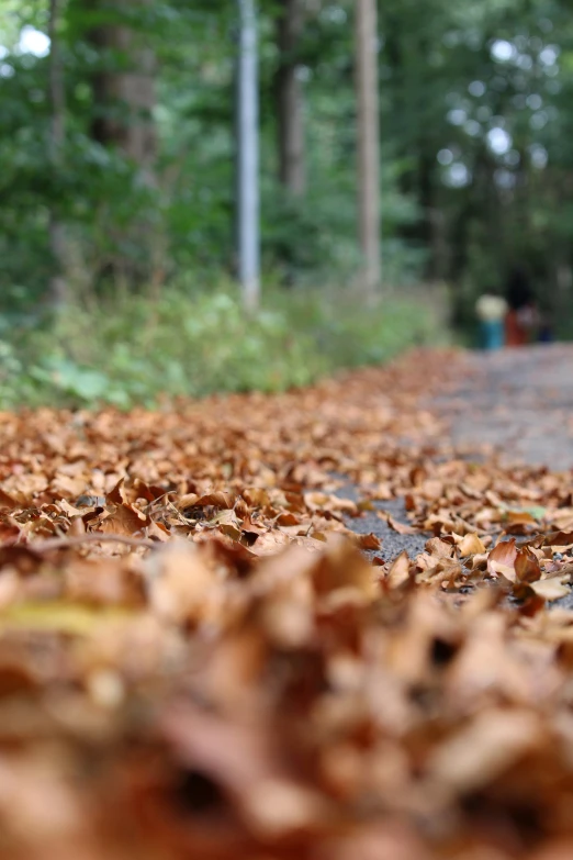 leaves are on the ground by the road