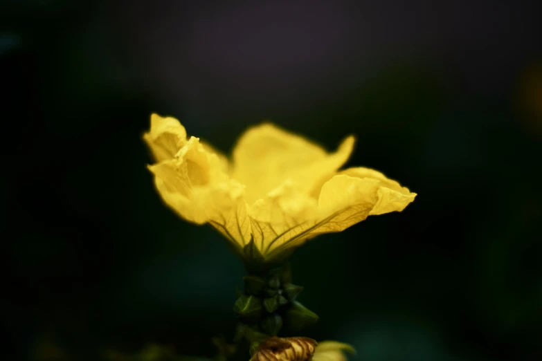 a yellow flower is being viewed from close up