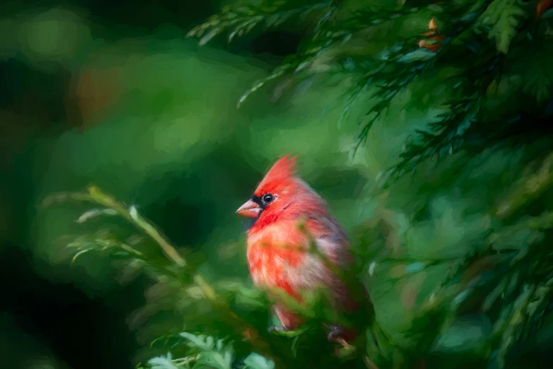 a red cardinal sits on a tree nch