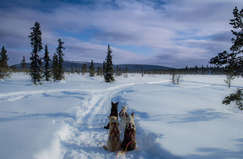 a pair of dogs sit side by side on a snowy path