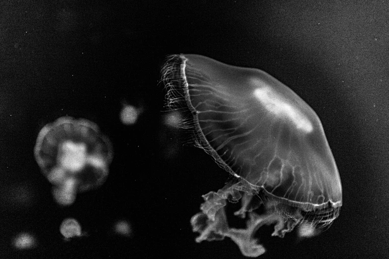 a black and white picture of an ocean turtle