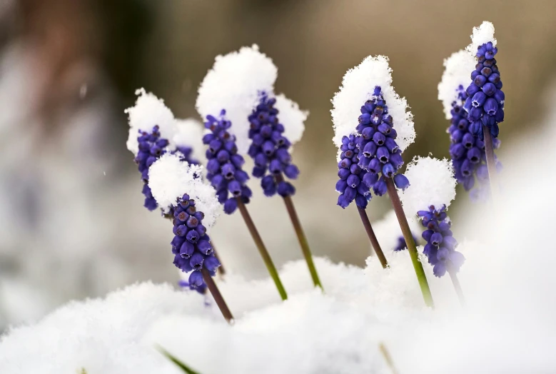 small purple flowers sprouting from snow covered snow