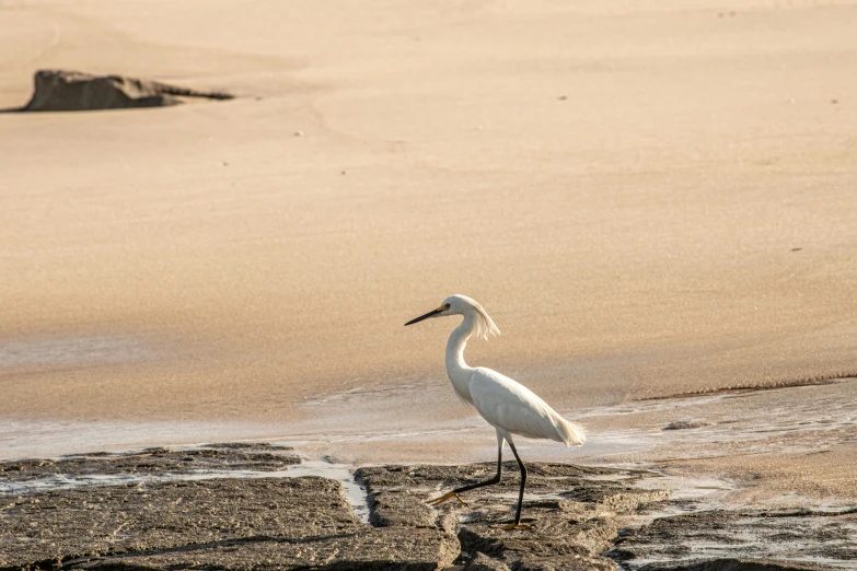 a bird is walking on the sandy shore