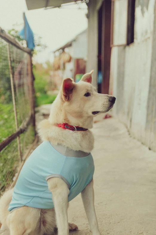 a dog in a sweater standing outside of a building