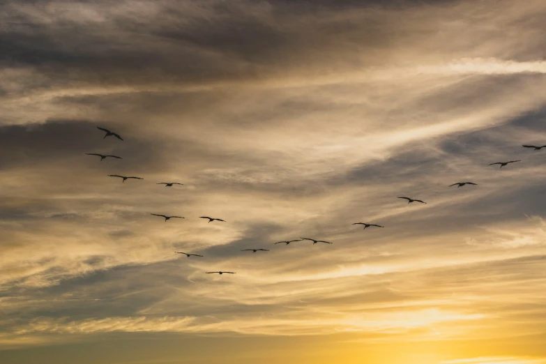 flock of birds flying against cloudy sky at sunset