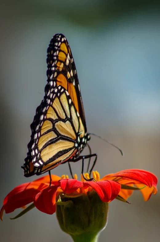 a single monarch erfly resting on a flower