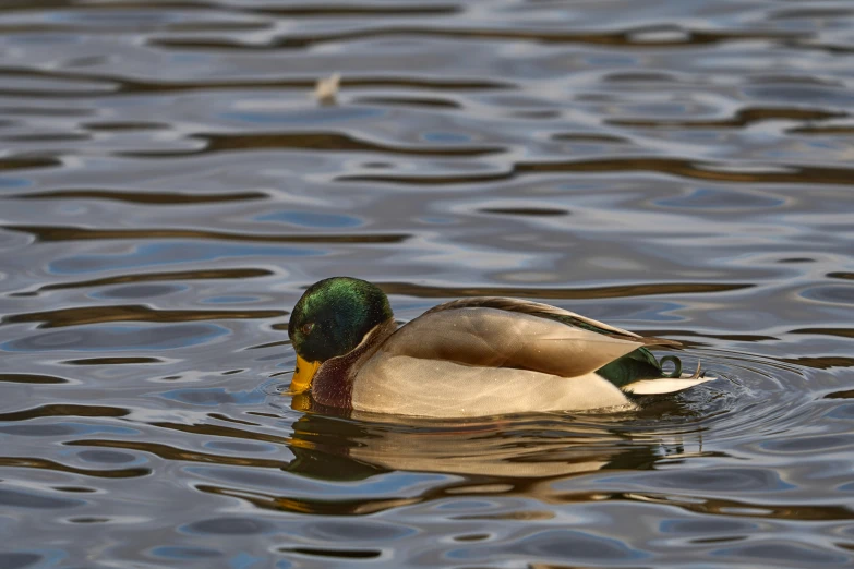 there is a mallard floating in the water