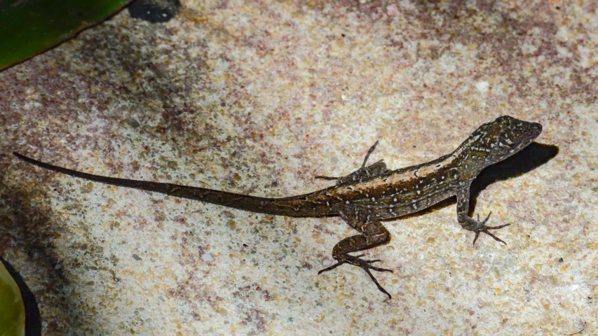 a large lizard sitting on a brown stone