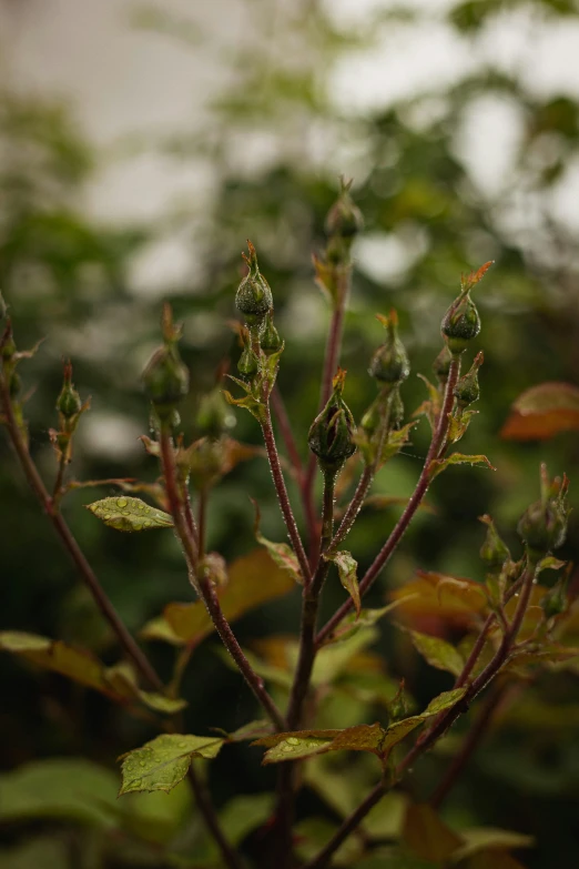 closeup view of brown twigs and leaves on the end of the nch