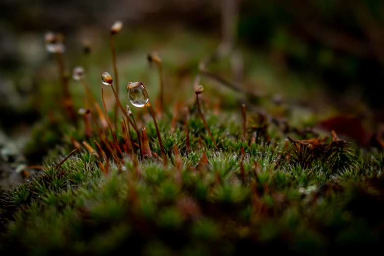 the small water droplet is in the moss