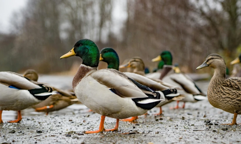 a group of ducks that are standing in the dirt