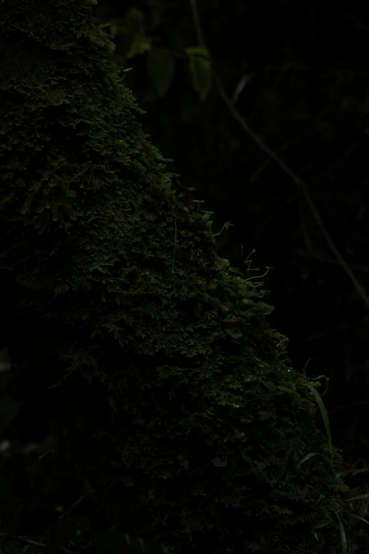 a dark bird sits on a moss covered nch