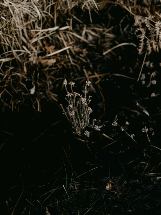 a small plant has just passed the light from within the darkness