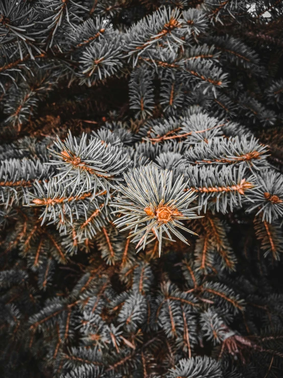 snow covered pine nches are seen with the top down