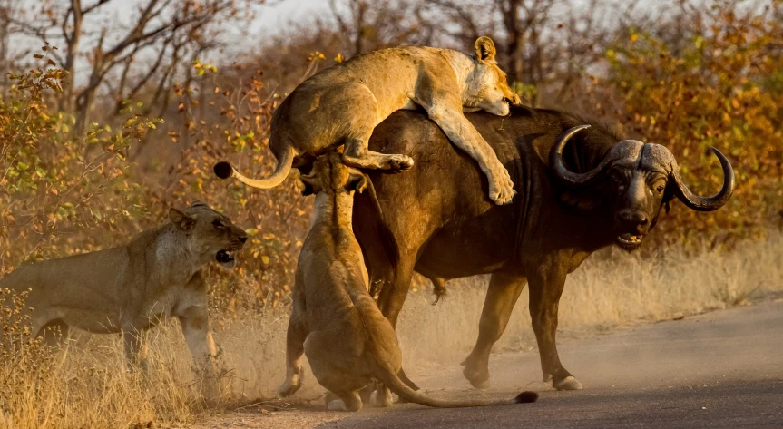 a lion on the back of a large animal