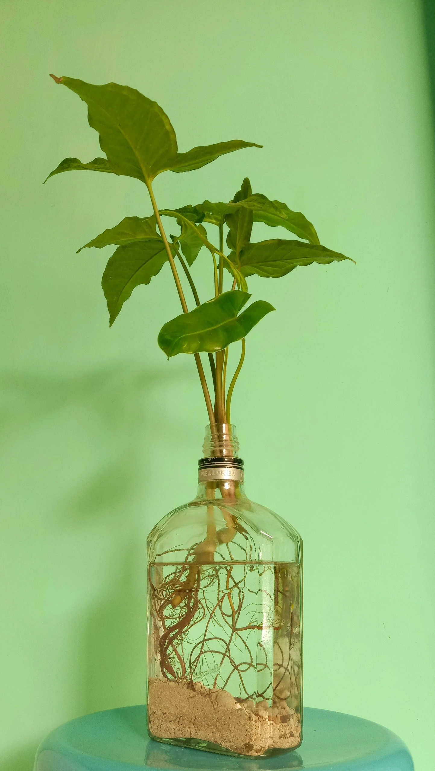 a green plant in a glass bottle filled with water