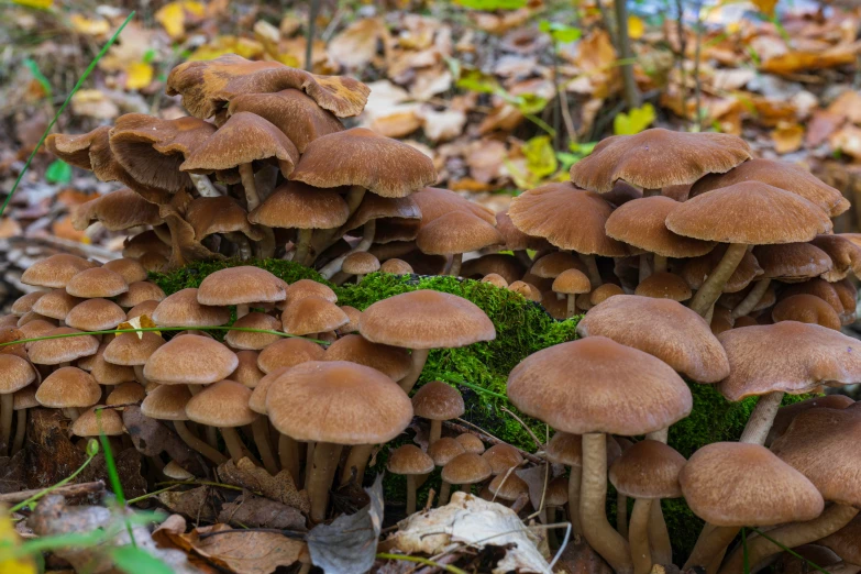 a bunch of mushrooms in the grass and leaves