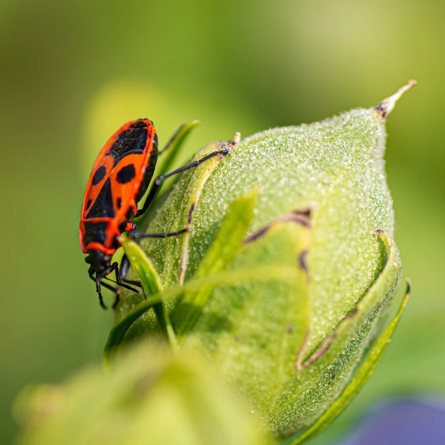 a large insect is crawling on the back of a green leaf