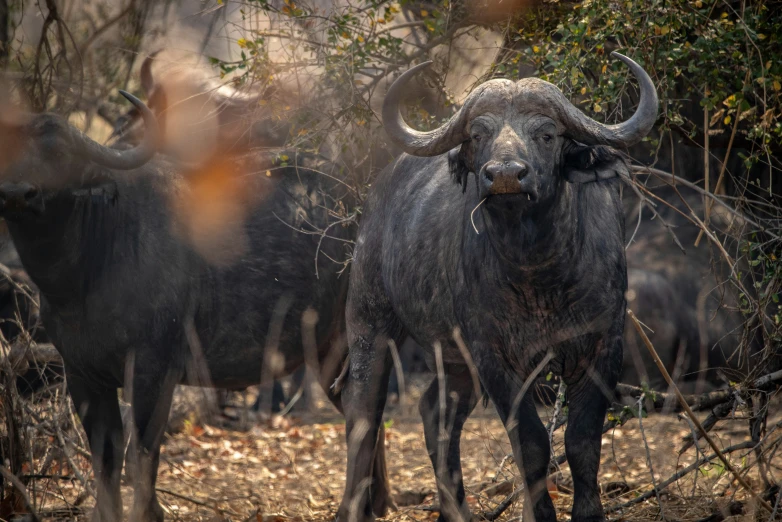 longhorn bulls stand together and stare at the pographer