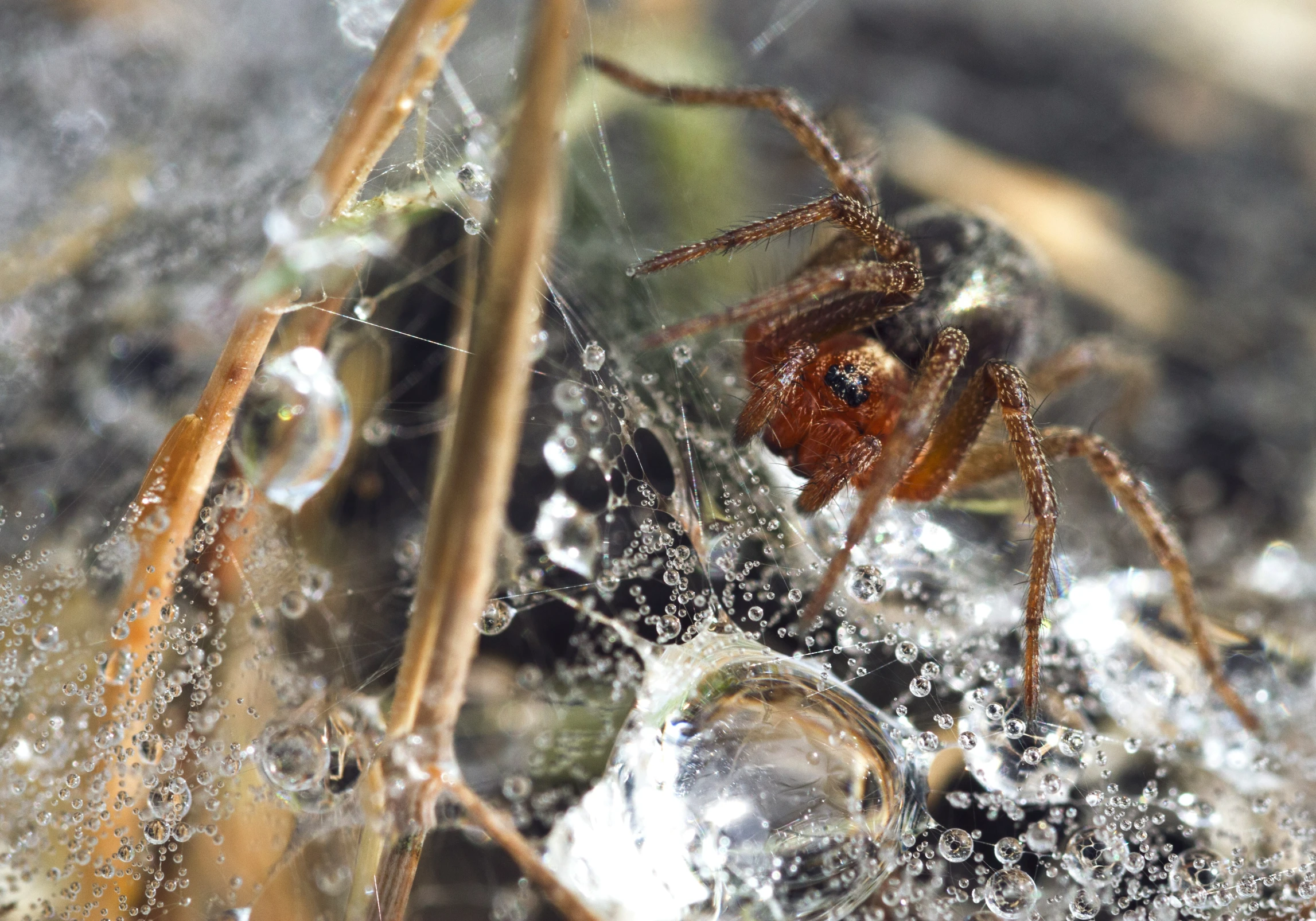 a spider on a spider web in a field of dew