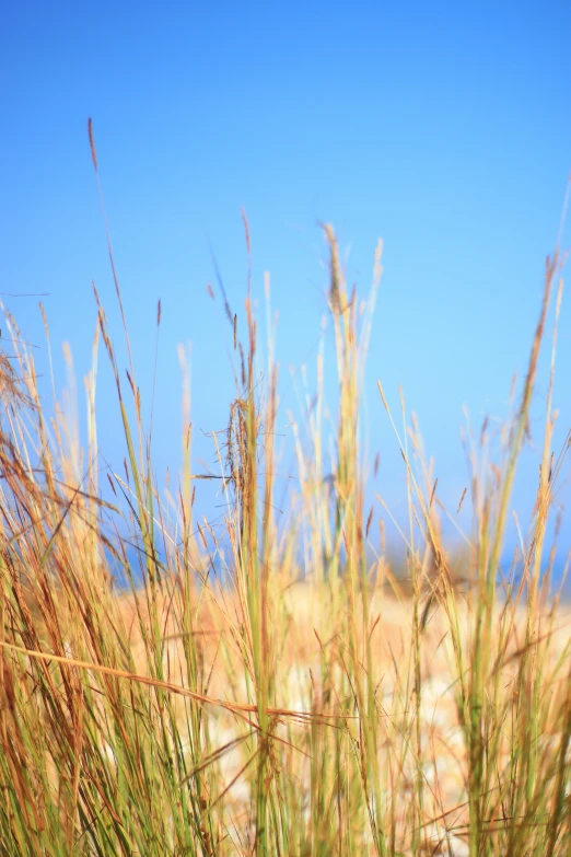 close up s of grass on beach near ocean