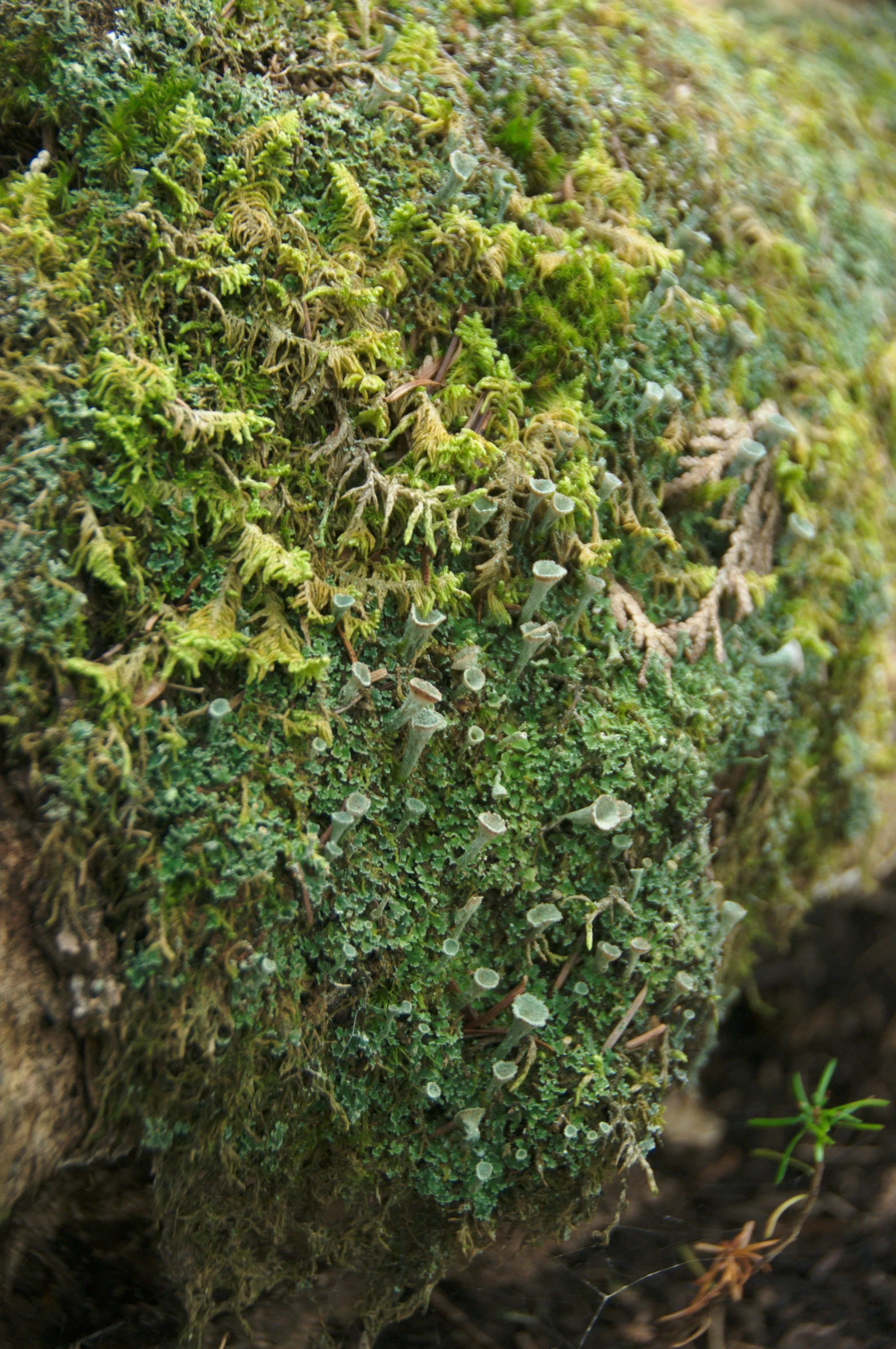 a moss covered rock surrounded by vegetation