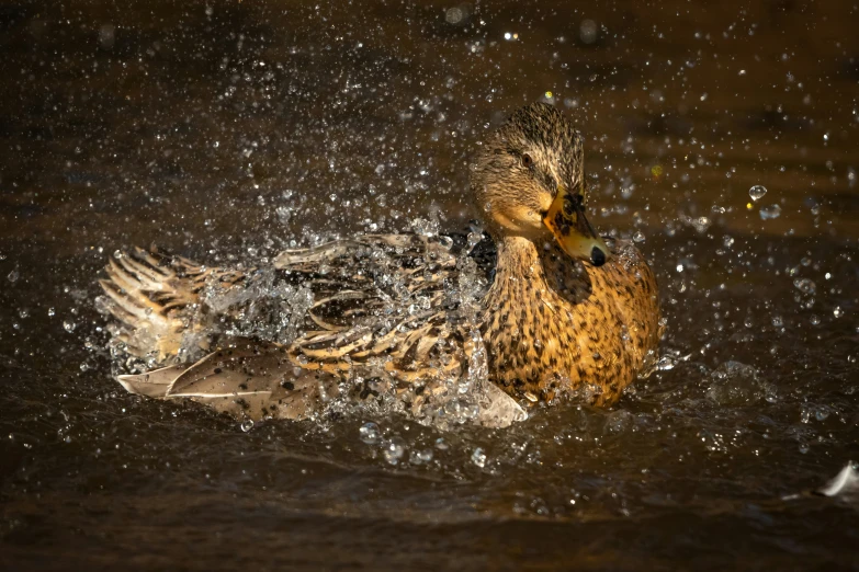 there is a duck taking a bath in the river