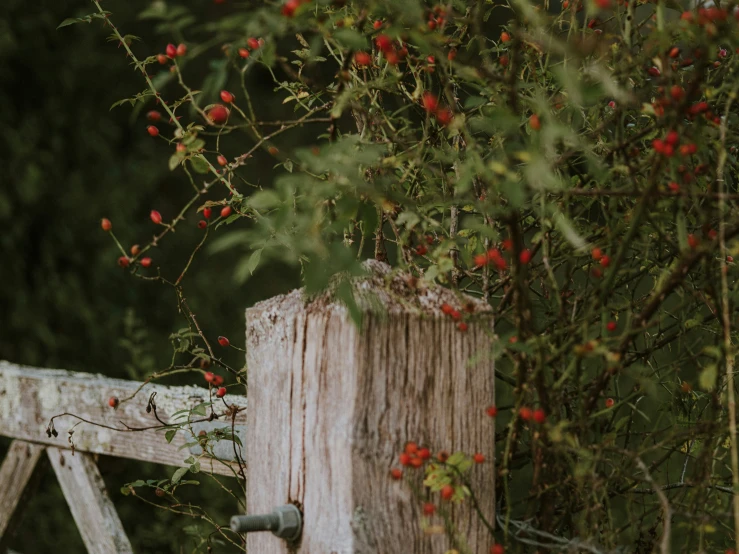a white wooden fence and red berries are growing on it