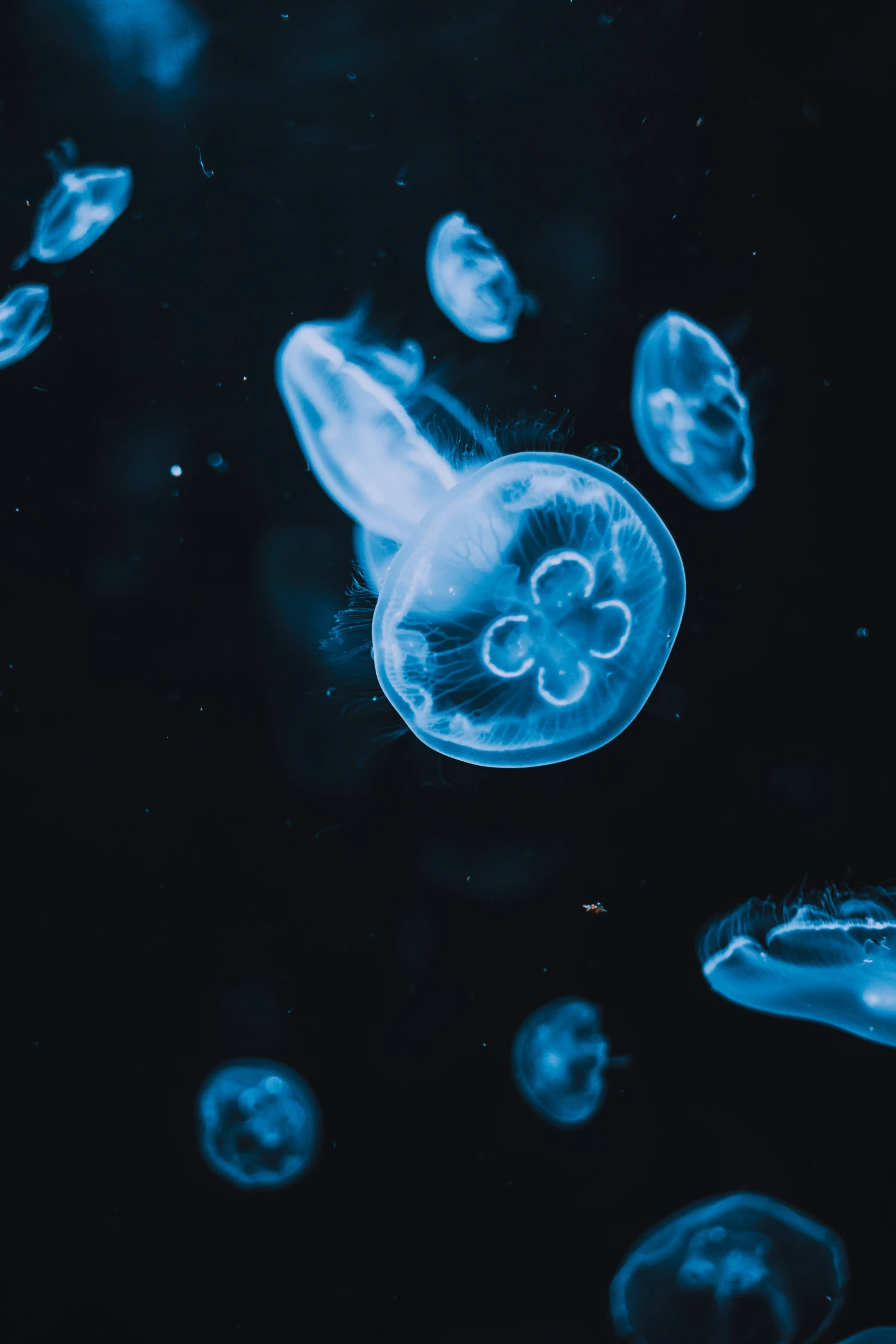 a group of jellyfish swimming around and about