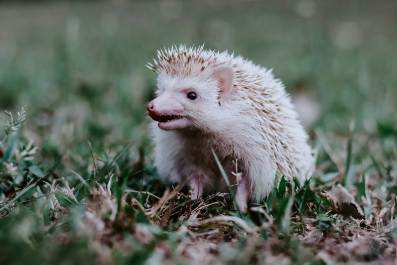 a small hedgehog with a toothy expression on it's face, in grass