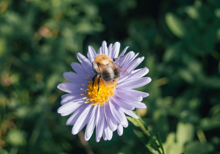 a bee on a purple flower with green leaves in the background