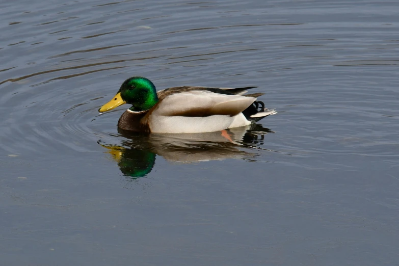 a duck swimming through a lake with water