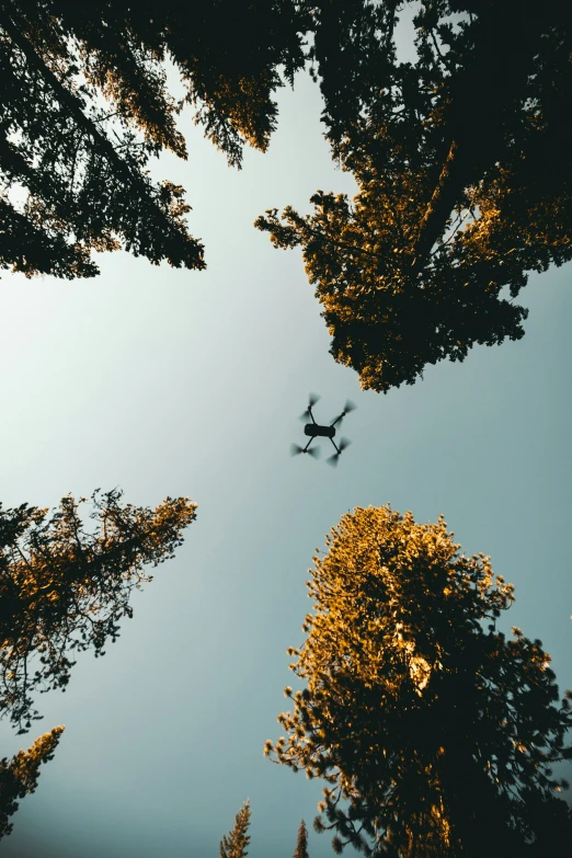 an airplane flying through a group of tall trees