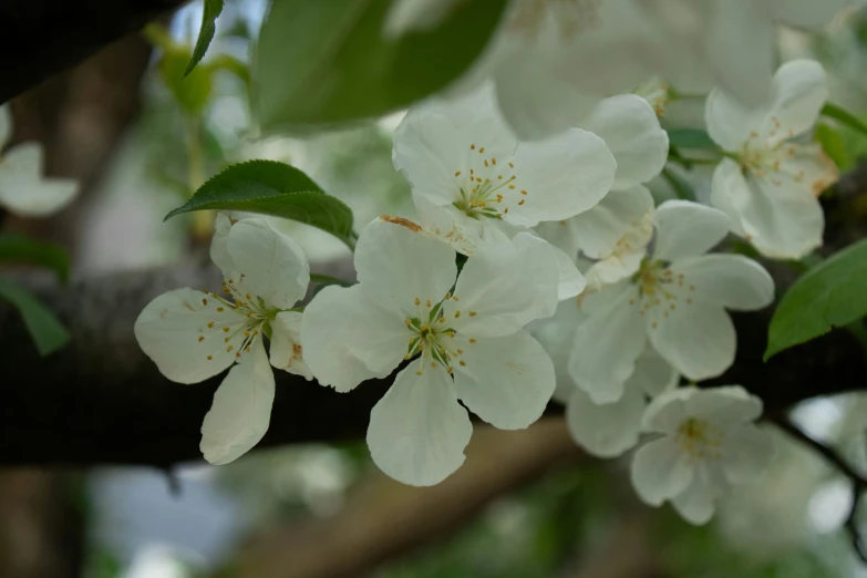 a cluster of white blossoms sitting on a tree