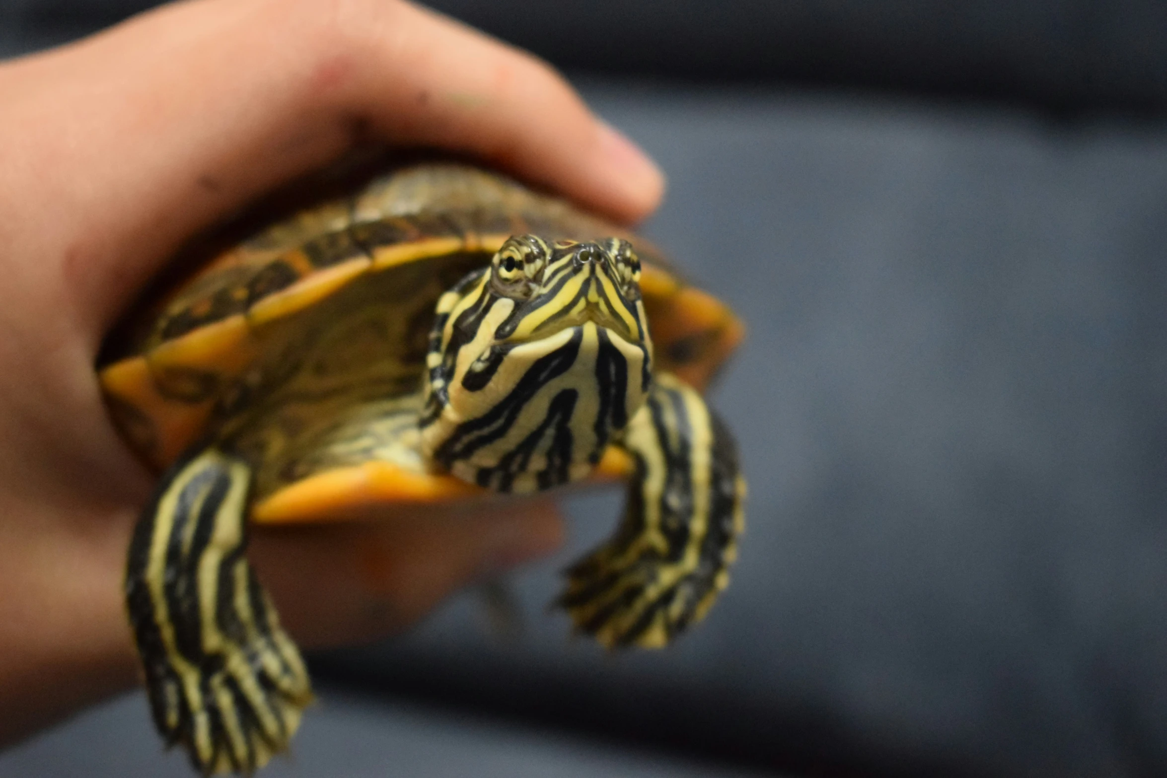 the child's hand is holding a small turtle in his left hand