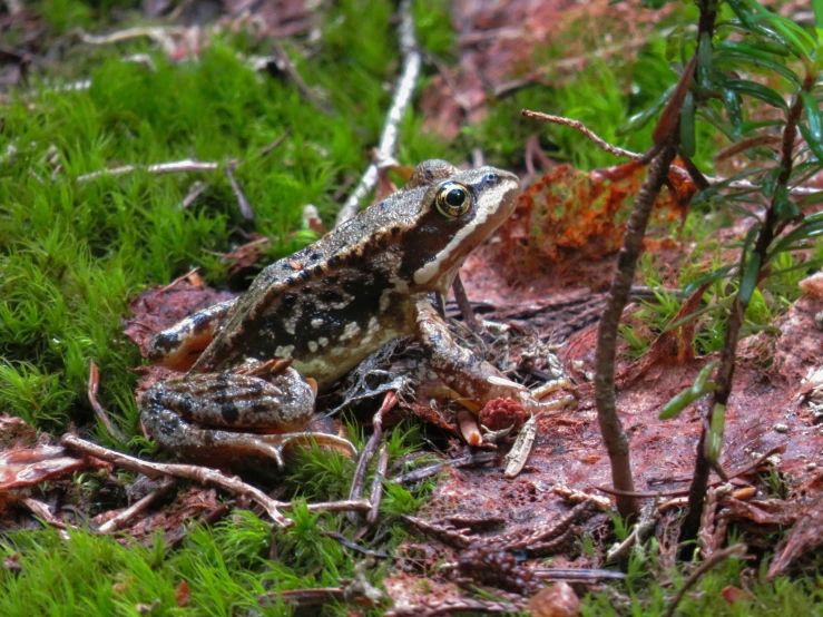 a frog is sitting on the ground in some bushes