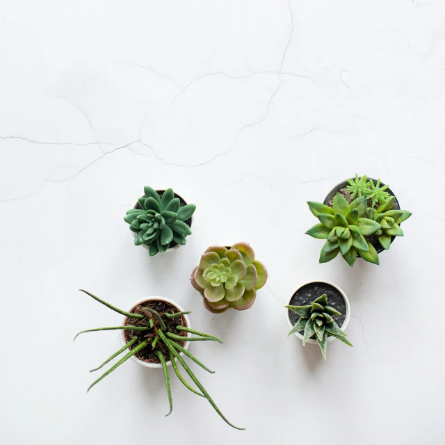 several small pots of different types of plants