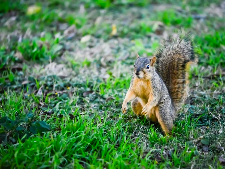 a squirrel is sitting on grass and has its  out