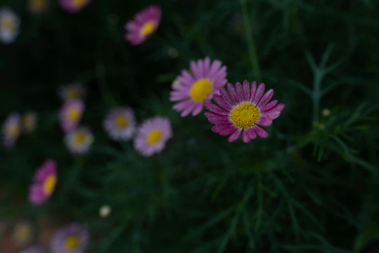 a bunch of daisies that are blooming on the plants