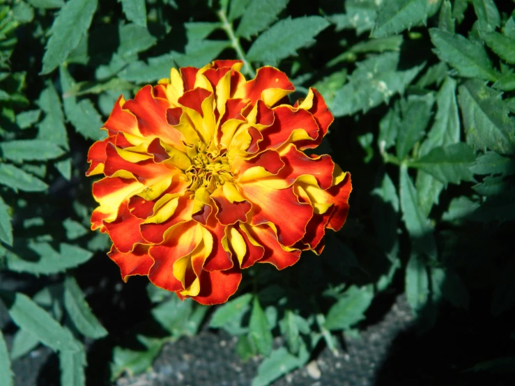 a bright red and yellow flower surrounded by leaves