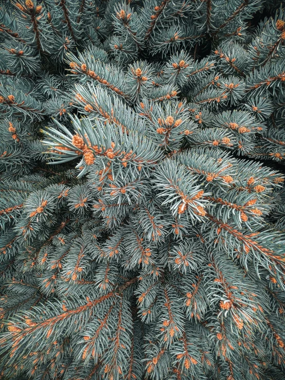 orange and green needles on the side of pine cones