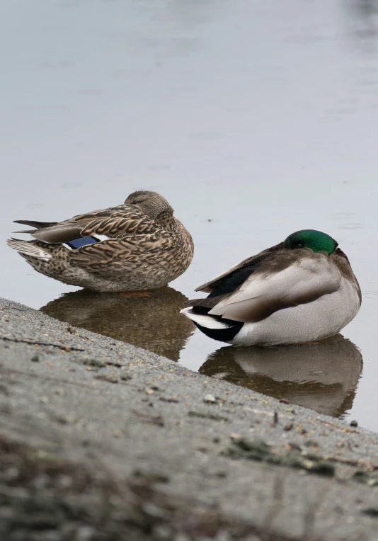 two ducks sitting in the mud next to the water