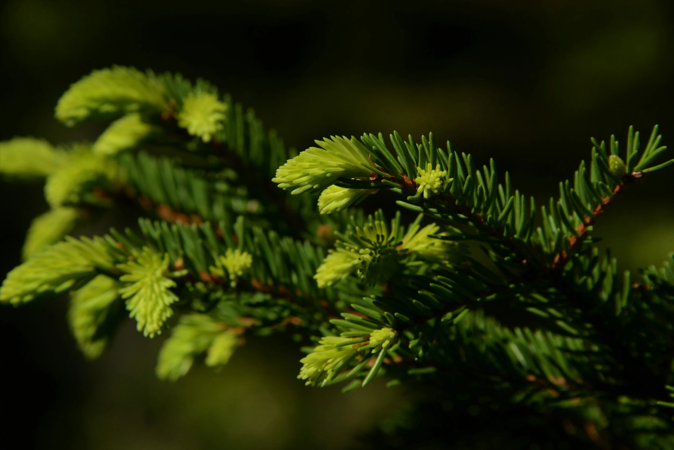 a nch of pine is seen from the top