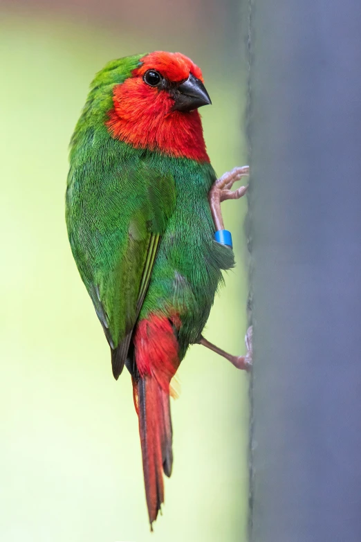 a red, green and blue bird is perched on a tree nch