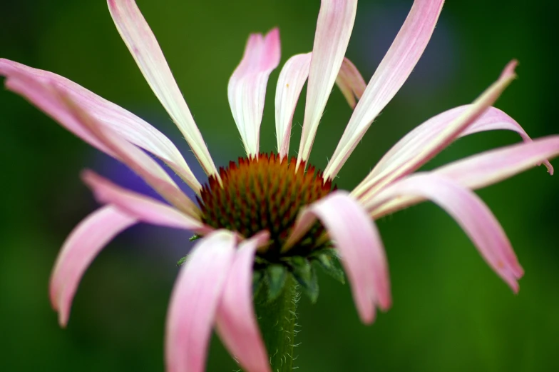 a close up of a pink flower with blurry background