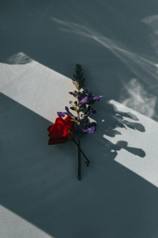 a dead flower is on the snow, casting shadows